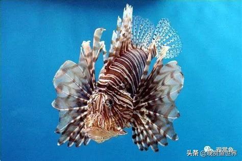 好看的魚|最漂亮的12種觀賞魚，這兩種淡水魚也入選了